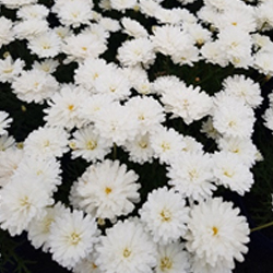 rgyranthemum Federation Daisy Super Duper