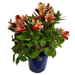 Alstroemeria Inca Husky